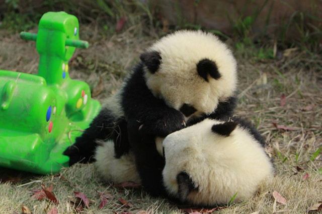 mláďa pandy