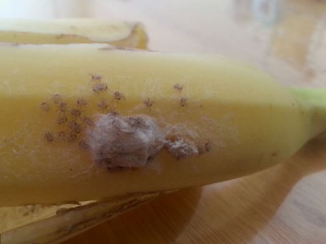 banany-pavuk