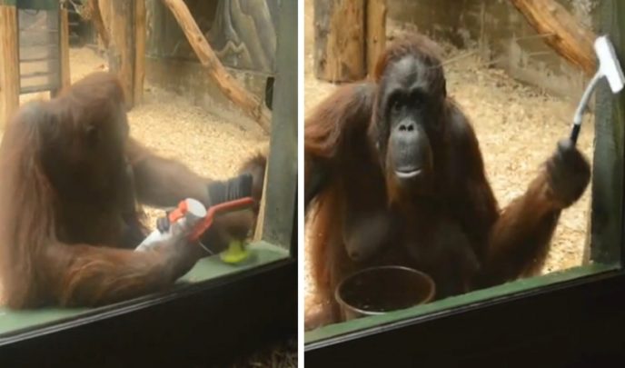 orangutan upratovanie