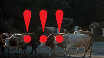 PO¼NOHOSPODÁRSTVO: Hovädzí dobytok