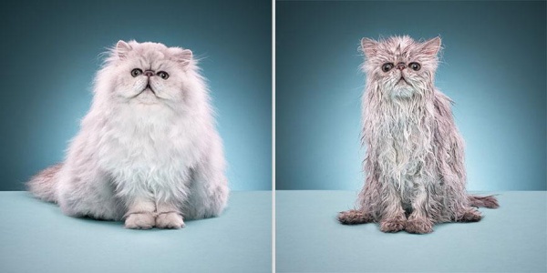 funny-wet-cats-7