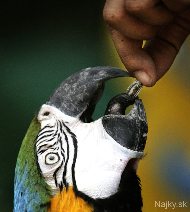 Thailand Macaw