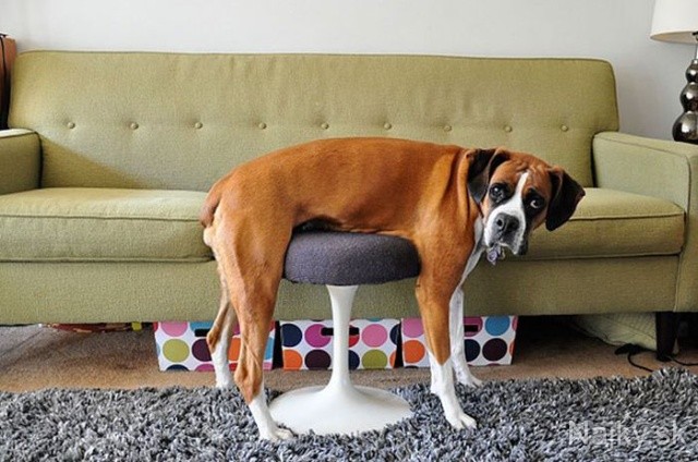 funny_cats_dogs_stuck_furniture_01