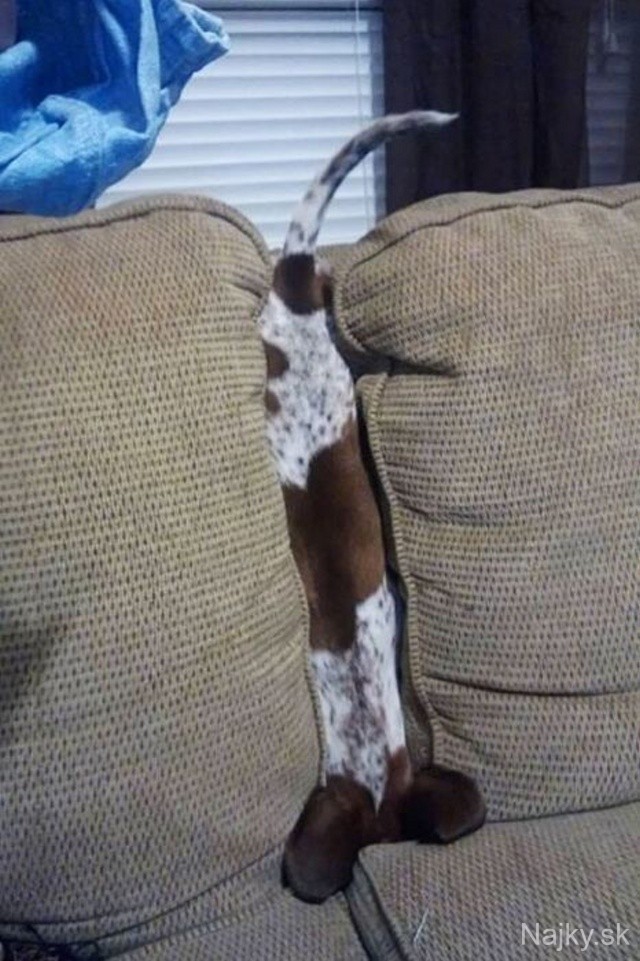 funny_cats_dogs_stuck_furniture_09