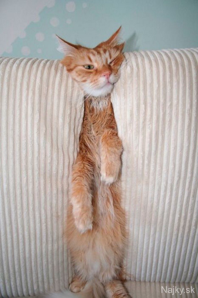 funny_cats_dogs_stuck_furniture_23