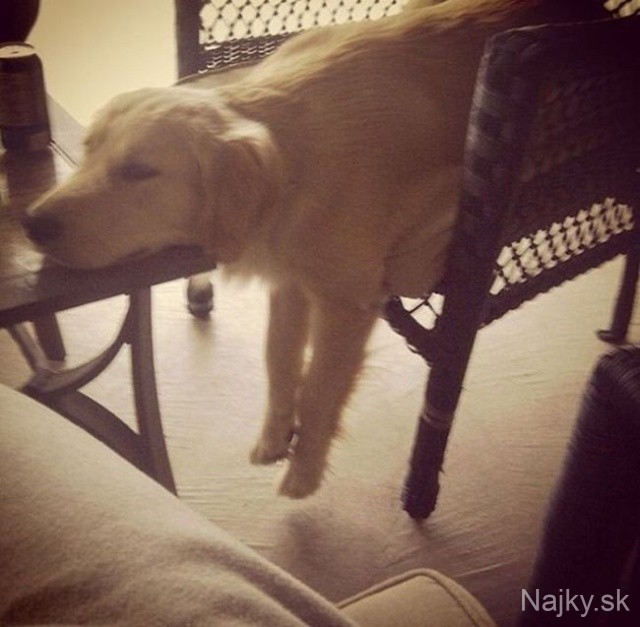 funny_cats_dogs_stuck_furniture_26