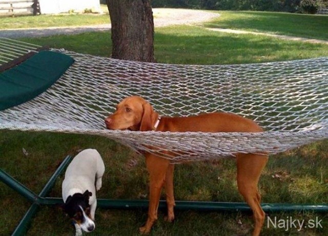 funny_cats_dogs_stuck_furniture_30
