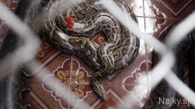 Cambodia Snake Marriage
