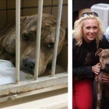 rescue_pets_09