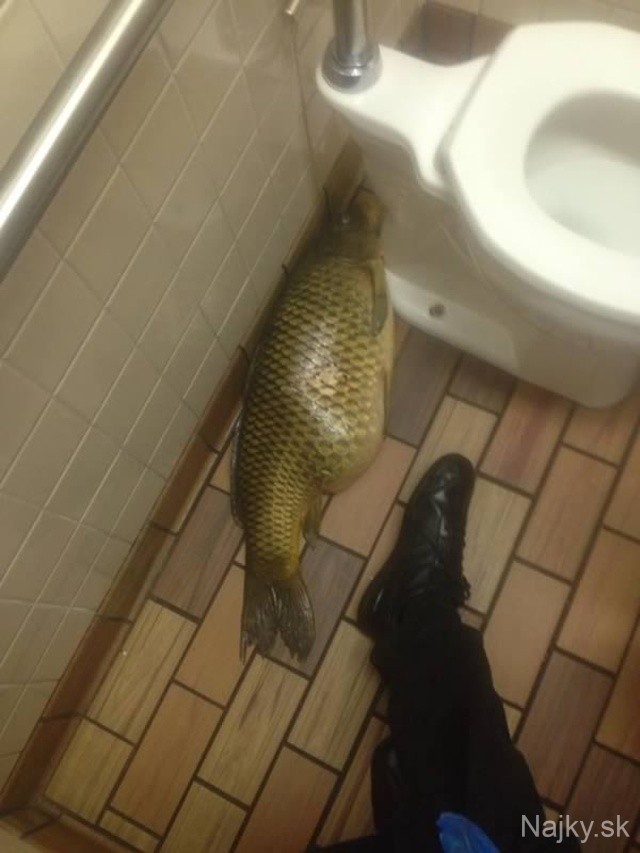 a98968_found-in-toilet_1-fish2