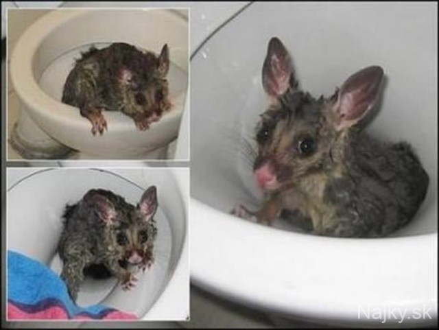 a98968_found-in-toilet_7-possum