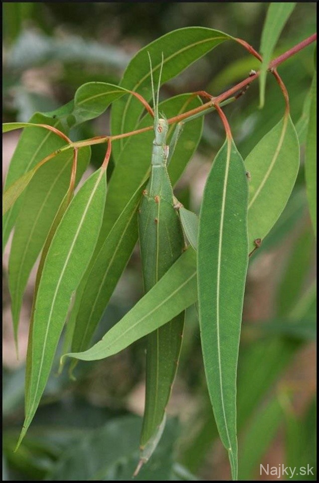 Childrens-Stick-Insect