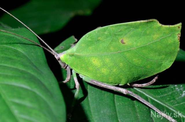 Leaf-Bugs