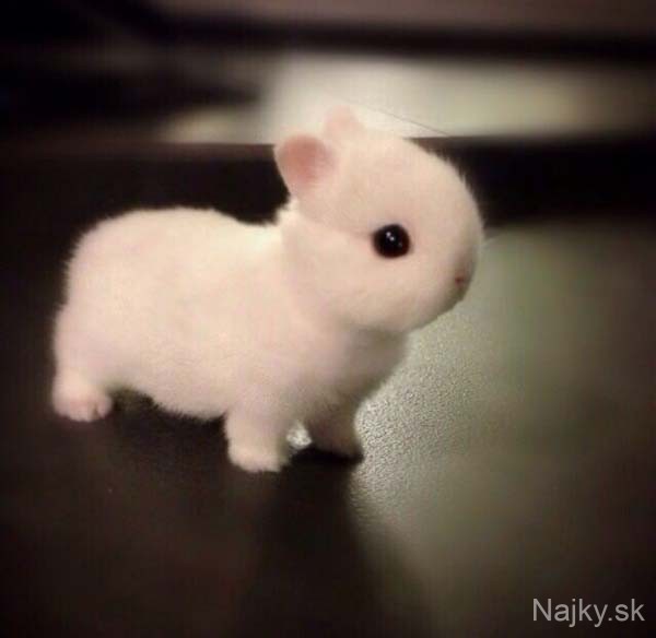 cutest-small-animals4