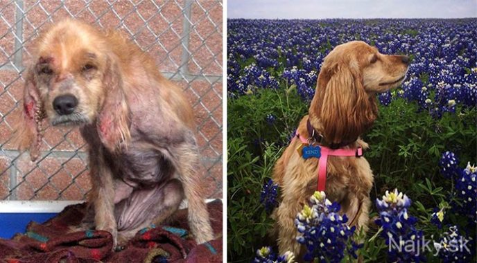 dog-makeover-before-after-rescue-17