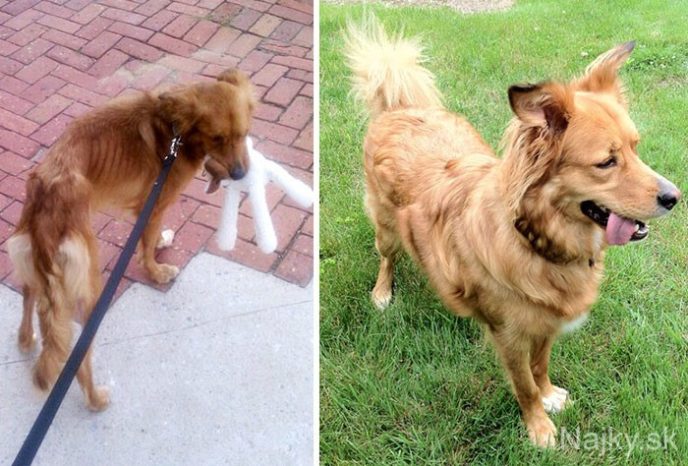 dog-makeover-before-after-rescue-20