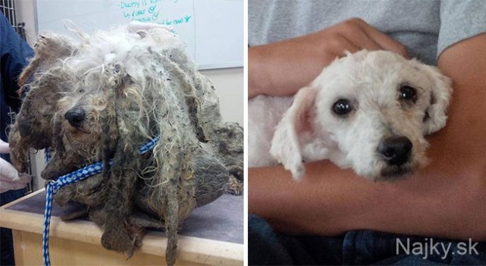 dog-makeover-before-after-rescue-30