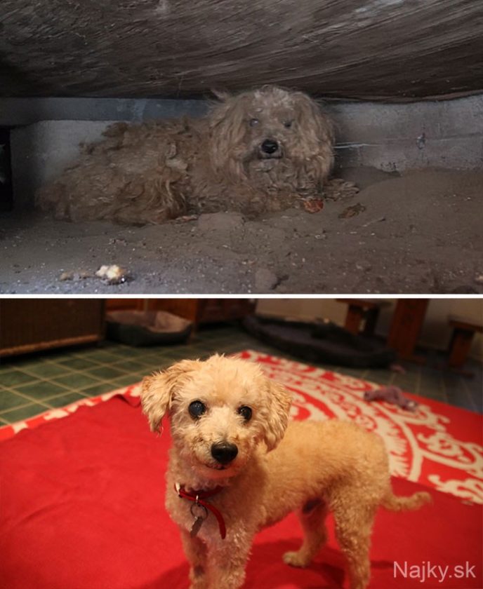 dog-makeover-before-after-rescue-39