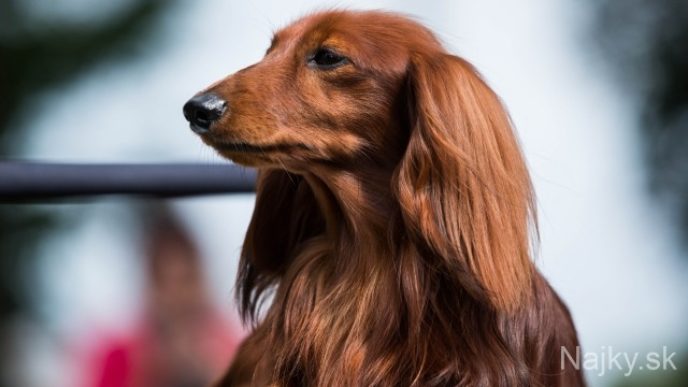 Pes (lat. Canis lupus f. familiaris) plemena jazveèík poèas súae jazveèíkov pri príleitosti podujatia Poľovnícky deò v Malackách. Malacky, 23. august 2014. Foto: SITA/Jozef Jakubèo