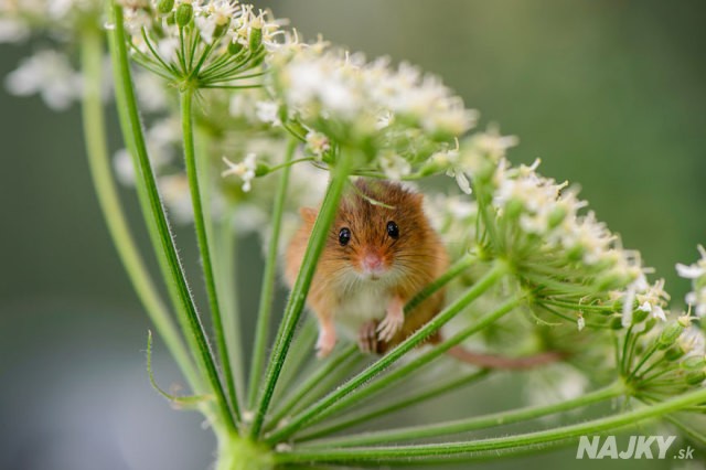 wild-mouse-photography-11