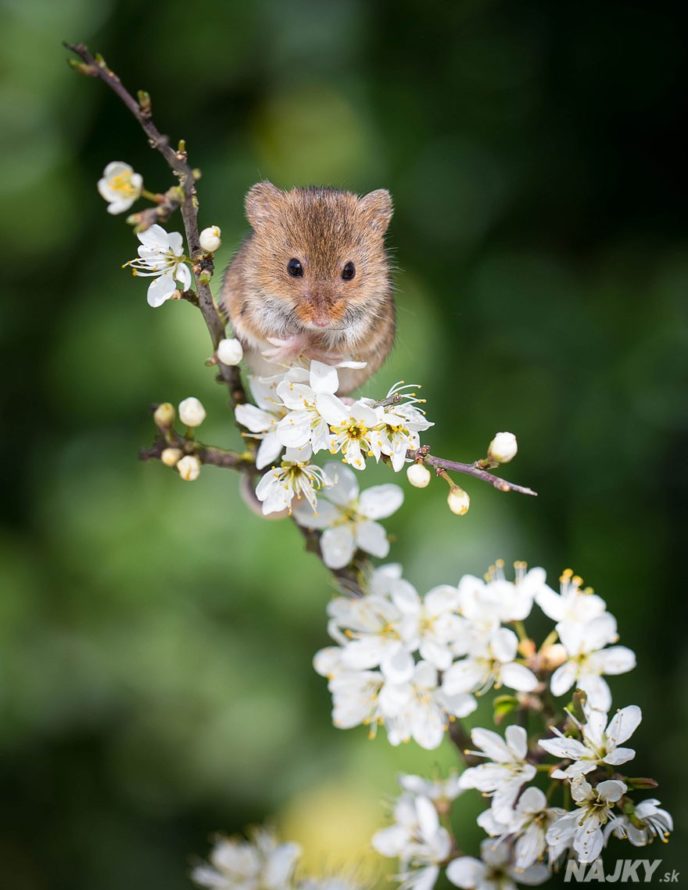 wild-mouse-photography-27