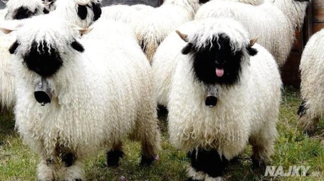 Valais-Blacknose5__700