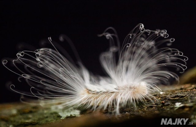 Hairy Caterpillar - Haarige Schmetterlingsraupe