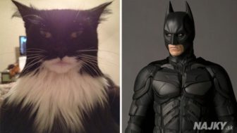 cat-looks-like-other-thing-lookalikes-celebrities-48__700