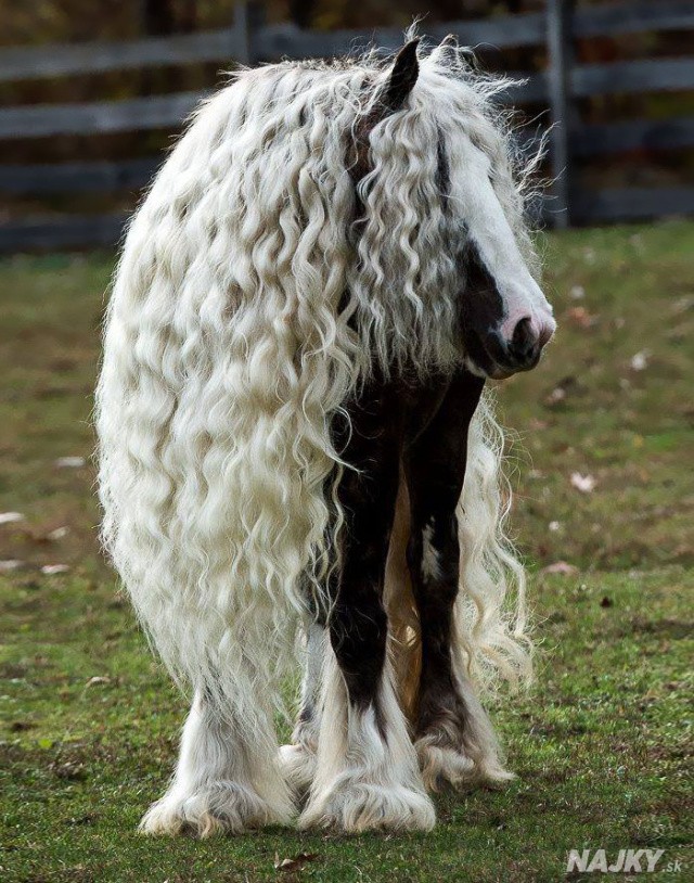 hairy-animals-10101__700