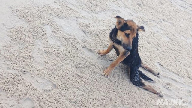 paralyzed-dog-puppy-rescue-thailand-canada-leo-15