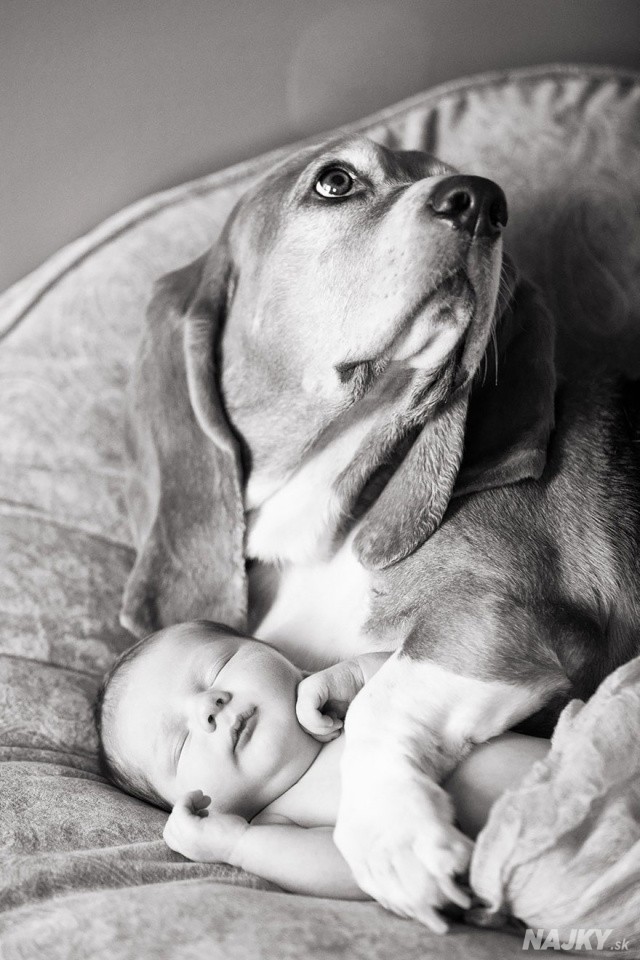 small-babies-children-big-dogs-6__880 - kópia
