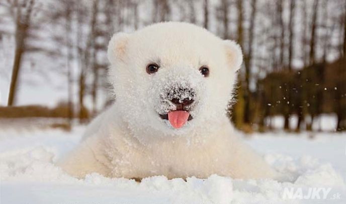 animals-and-first-snow-baby-polar-bear__700