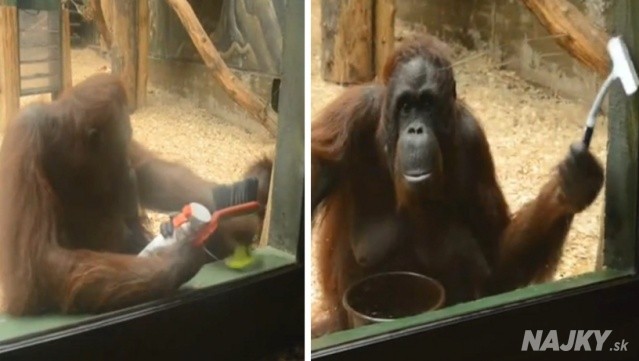 orangutan-upratovanie