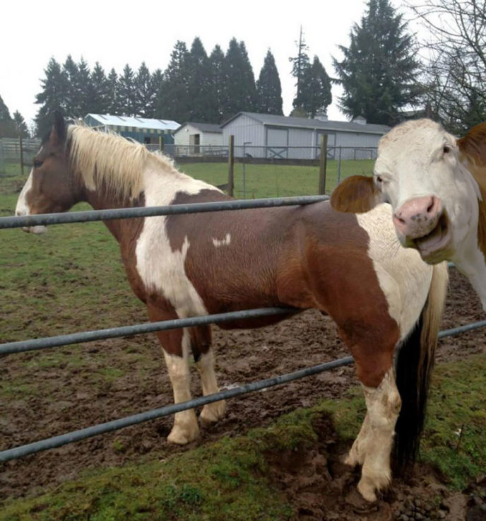 https://500px.com/photo/55109202/cow-photobombs-horse-by-mark-grant