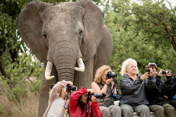 http://voices.nationalgeographic.com/2014/01/28/elephant-photobombs-tourists-howd-it-happen/