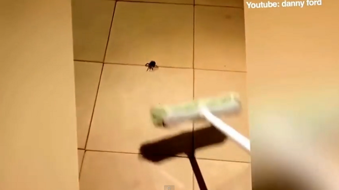 spider