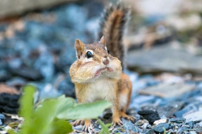 http://www.reddit.com/r/aww/comments/1g1wtg/snapped_a_photo_yesterday_of_a_surprised_chipmunk/