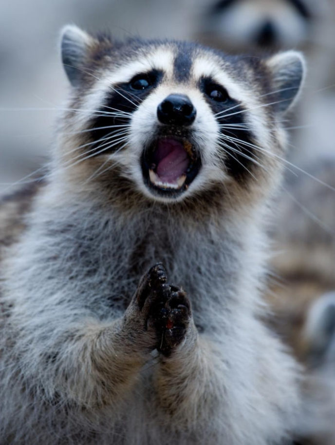 http://galleryhip.com/raccoon-eating-garbage.html