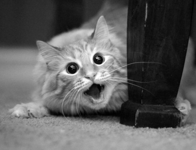 http://www.mybs.com/6139-13-adorably-surprised-cats/#PrettyPhoto6139/11/