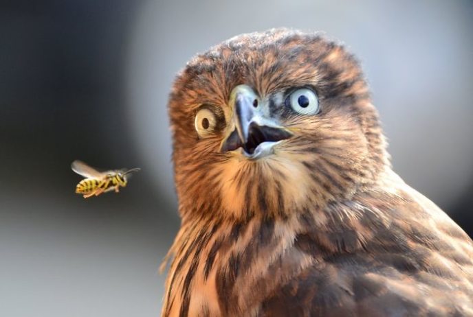 http://www.reddit.com/r/photoshopbattles/comments/270gnm/bird_surprised_by_bee/