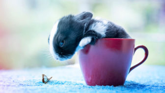 I-Photographed-and-documented-my-baby-bunnies-growing-up13__880