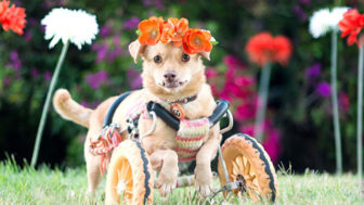 adopted-disabled-dog-daisy-underbite-unite-5