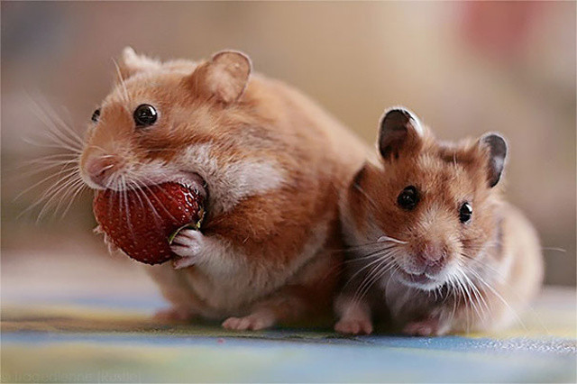 http://www.boredpanda.com/animals-eating-berries/