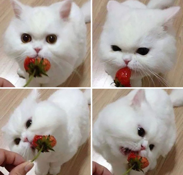 http://www.boredpanda.com/animals-eating-berries/