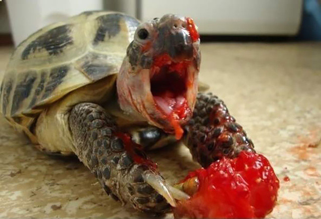 http://www.boredpanda.com/animals-eating-berries/