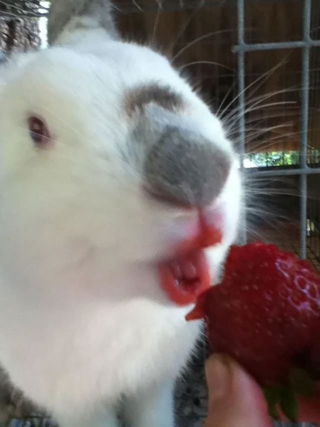 http://www.boredpanda.com/animals-eating-berries/