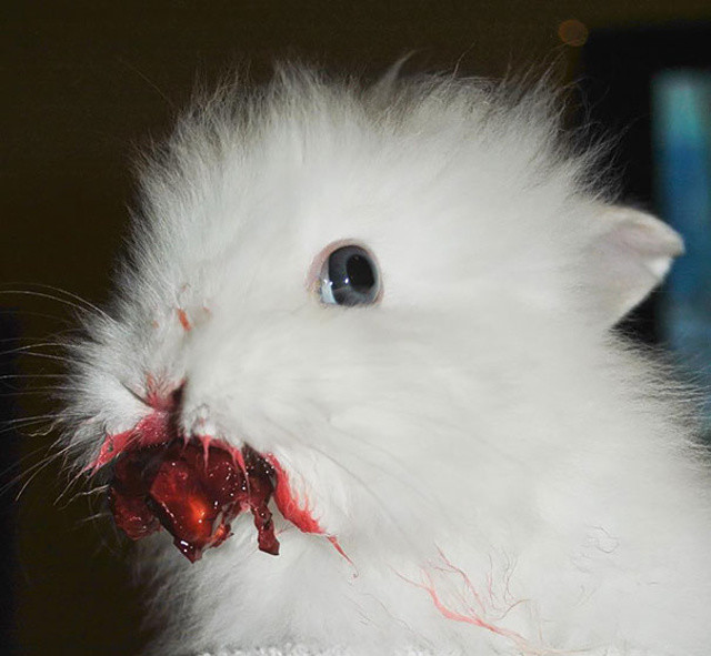 http://www.reddit.com/r/pics/comments/vy0yg/so_my_friend_gave_her_rabbit_a_cherry/