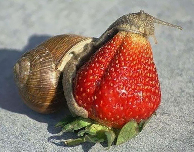 http://www.boredpanda.com/animals-eating-berries/