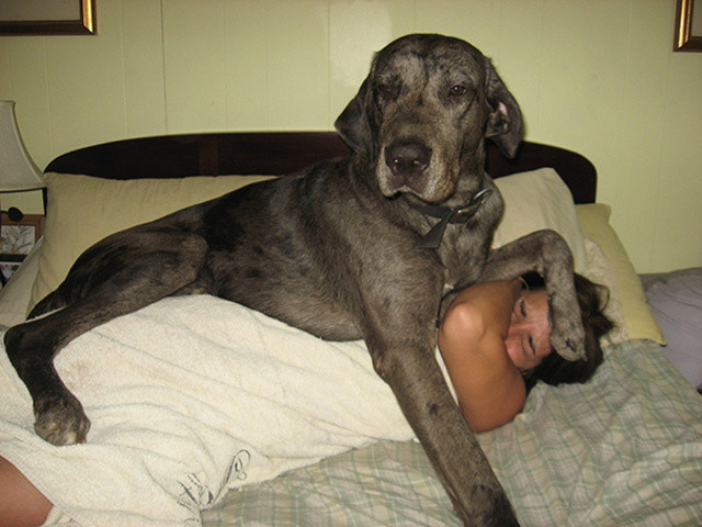 http://www.reddit.com/r/aww/comments/1m788f/the_perks_of_owning_a_great_dane_mix/