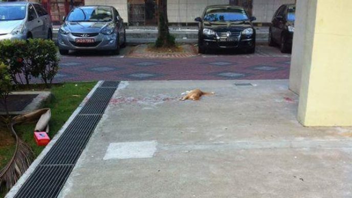 optical-illusion-paint-cat-bleeding-1